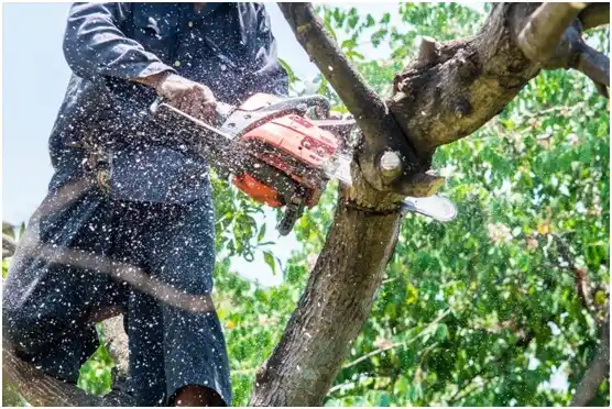 tree services Sheboygan